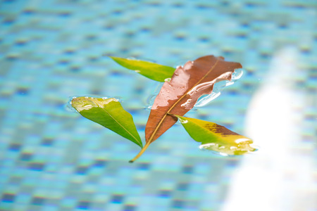 Orange leaf floating in pool with other green leaves clinging on around it. This natural and beautiful assortment of leaves on the pool surface are a sign that autumn is fast approaching.の写真素材