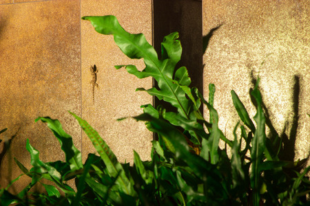 Gecko chilling on the wall in manicured garden at night with fresh jungle greenery and tall grass.  This amphibiuos lizard is all alone.の写真素材