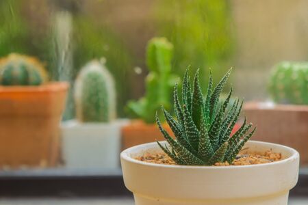 Greenery at indoor garden zoomed through glass window with a collection of cacti outside blurred with copyspace.  White pots and planters.  Botonist assorted plants and desert plants.の写真素材