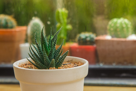 Cactus planter indoors with various assorted cacti in pots outside through the glass window with raindrops.  Blurred background with copyspace.  Balance of nature and organic lifestyle for indoor garden.の写真素材