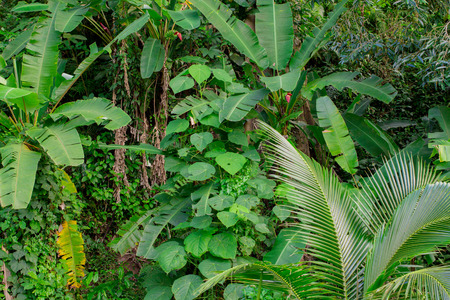 Jungle greenery of southeast Asia in areas like Thailand, Vietnam, Burma, Myanmar, Cambodia, and Laos.  Copy space.の写真素材