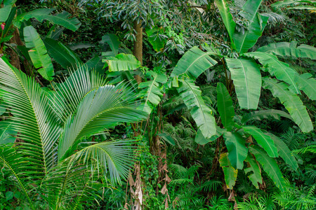 Tropical rain forest and jungle greenery with nice mixture of plants in the evening sun with good balance and fresh clean oxygen.  Copy space.の写真素材