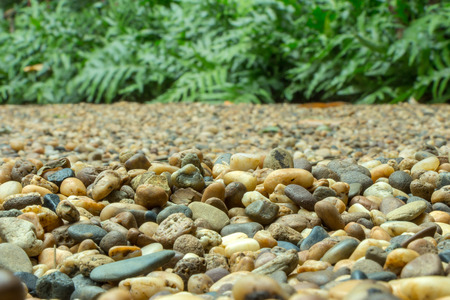 Nice soft lighting on the jungle greenery above, while colorful and assorted pebbles contrast the thick vegetation below. This lush and clean environment has a conceptual meaning about life.の写真素材