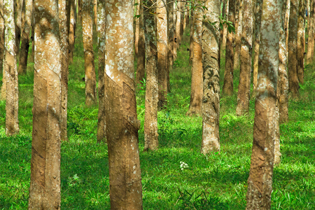Rows of rubber trees used for creating latex and rubber products around the world.の写真素材