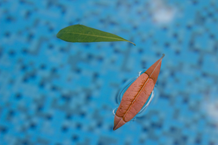 Two leaves floating in the pool in a tranquil environment with a nice warm light that reminds of of creation and god and all things holy and powerful.の写真素材