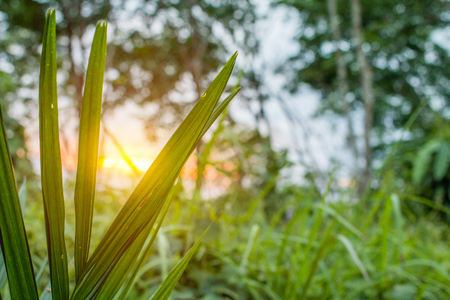 Jungle greenery at sunset looking through fern leaves to the distant horizon from viewpoint on the hill.  Warm orange sunlight in the evening.  Copy space.の写真素材