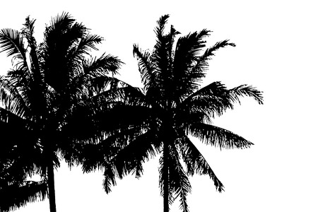 Black and white high contrast twin palm trees for graphics or beach lifestyle sports and tropical trees.  Copy space.の写真素材