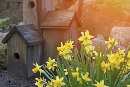 Spring flowers with bird house concept and bright sun with copyspace.  Spring summer weather with outdoors and fresh air and life love and happiness.の写真素材