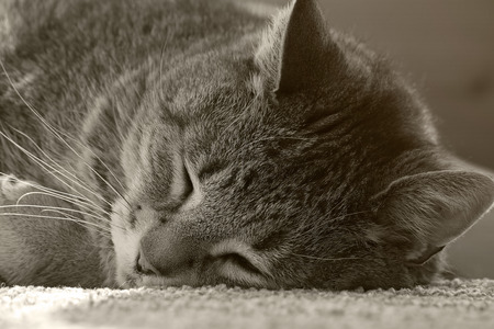 Cozy home with soft carpet and cat sleep.  Lazy cat daydreaming.  Black and white with copyspace.の写真素材