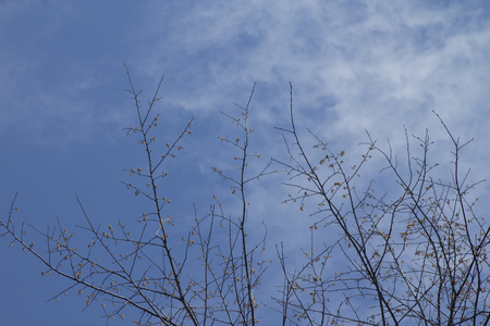 Spring buds on trees with cold wind and puffy blue clouds.  Copyspace.の写真素材