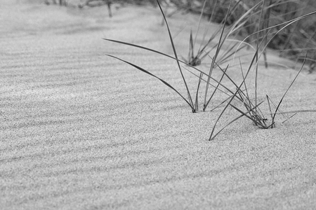 Dune grass on still beach in black and white with sand ripples texture.  Copyspace.の写真素材