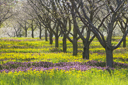 Spring flowers under apple tree in michigan orchard.  Purple and yellow flowers with bare trees early in the harvest season with copyspace.の写真素材