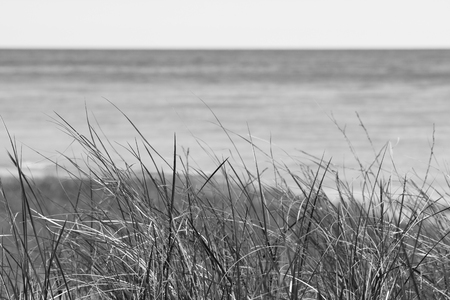 Dune grass in the wind on shoreline coastguard lonely concept in grey black and white sepia tone with copyspace.の写真素材