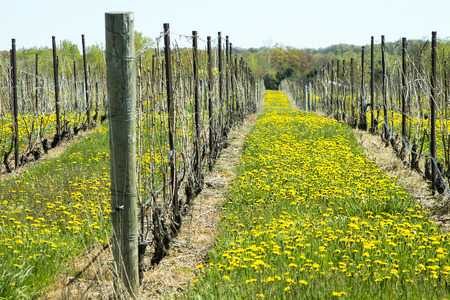 Vineyard rows of flowers and grapes for wine making beautiful tourism scenery with copyspace.の写真素材