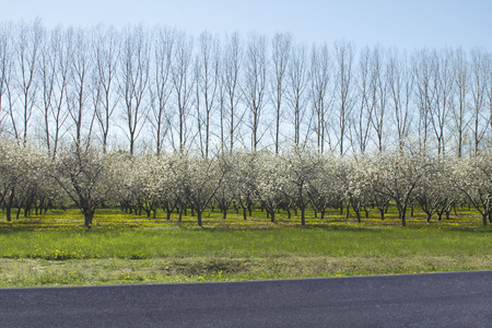 Rows of cherry blossoms and taller trees in background with road in foreground.  Farmers cherry orchard in michigan with copyspace.の写真素材