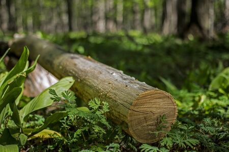 Deforestation sepia tone wood log stumps concept with pine tree background and copyspace.の写真素材