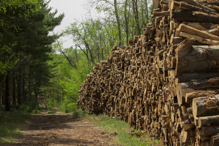 Deforestation log piles clearcutting natural preserves and destroying forest and pine trees.  Copy space.の写真素材