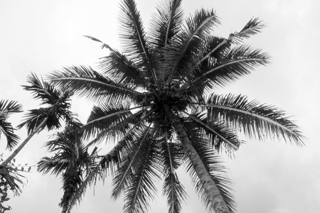 Palm trees blowing in gusty wind in a tropical storm while the warm stormy air gusts the palm tree from side to side.  Dangerous tropical hurricanes and tornadoes.の写真素材