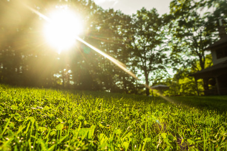 Fresh green grass in park for outdoor travel and hiking concept.  Protecting Earth and natural environments.の写真素材