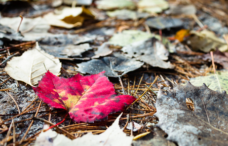 Fall colors and midwest outdoor scene for Autumn.の写真素材
