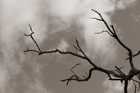 Barren dry dead tree for hopeless pain and agony concept.  Destruction and despair in a hot dry place with hot sun.  Aged dead tree.の写真素材