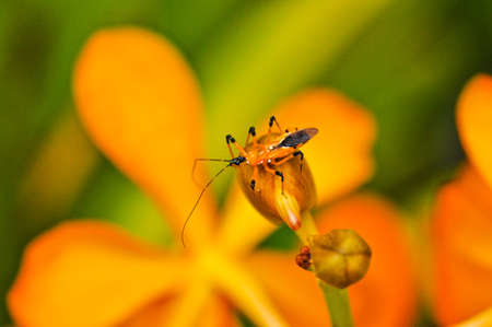 An insect on a flower bud.