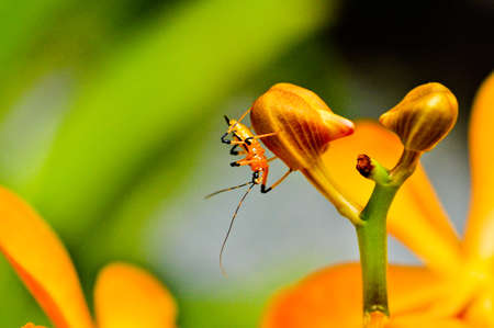 An insect on a flower bud.