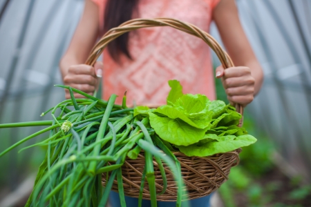 close-up of a basket of greens in woman s handsの写真素材