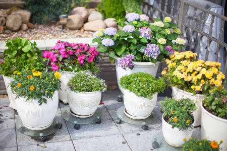 Beautiful colotful flowers in a flowerpot in the yardの写真素材