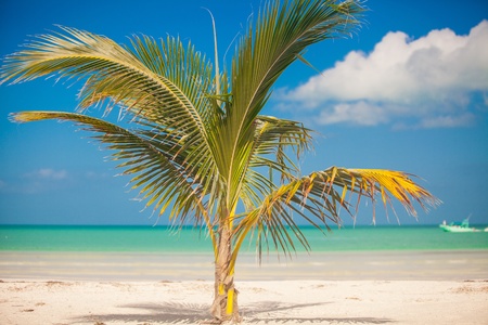 Small palm tree in the center of the photoの写真素材