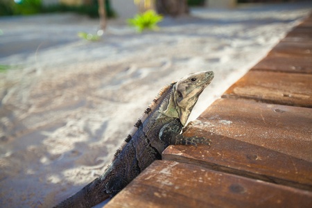 close-up of varan on sand in exotic countryの写真素材