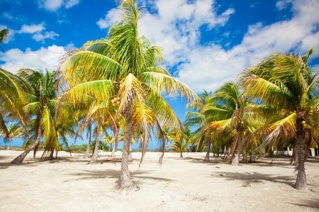 palm grove on the sandy tropical beach at exotic countryの写真素材