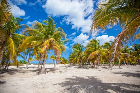 palm grove on the sandy tropical beach at exotic countryの写真素材