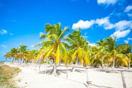 palm grove on the sandy tropical beachの写真素材