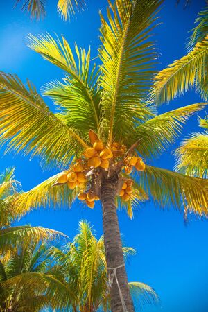 Tropical Coconut Palm Tree With Yellow Coconut Against The Blue Skyの写真素材