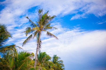 Coconut Palm tree on the sandy beach in Philippinesの写真素材