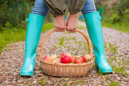 Close-up of hands holding the basket with yellow, red apples and rubber boots on young girlの写真素材