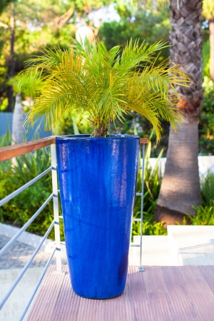 Big blue flowerpot with flowers in Portugaliaの写真素材