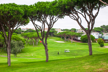 Perfect Green grass on a golf fieldの写真素材