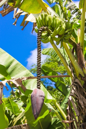 Banana flower and bunch on the palm background blue skyの写真素材