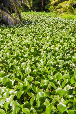 Tropical plants in the Seychellesの写真素材