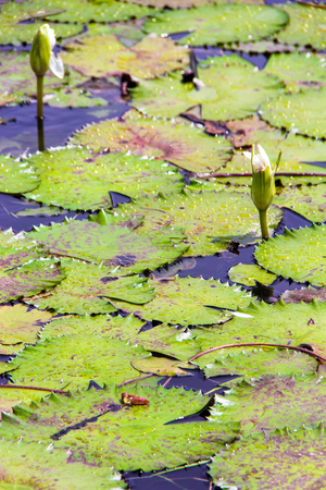 White water lily on the small lake in Seyshellesの写真素材