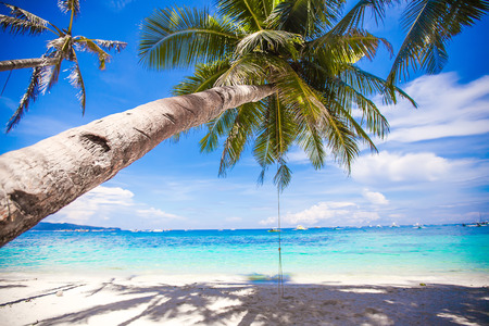 Rope swing on big palm tree at white sandy beach