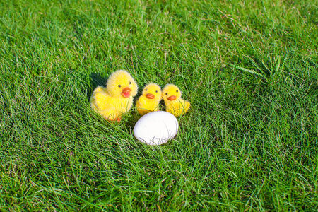 White chicken egg and yellow chickens in green grassの写真素材