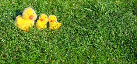 Symbol of the Easter holiday - little yellow chickens on green grass