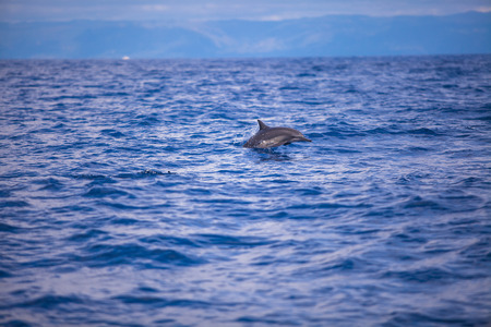 Dolphins swimming in open sea, Bohol, Philippinesの写真素材