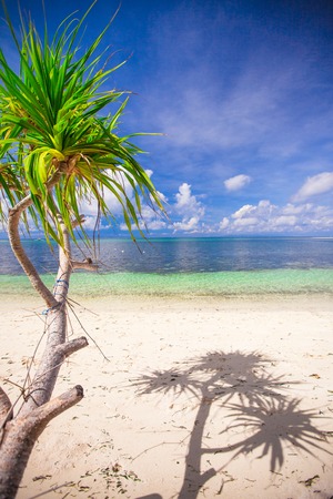 Little tropical coconut palm tree in desert island background blue sky