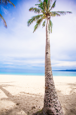 Coconut Palm tree on the sandy beach background blue sky and clean seaの写真素材