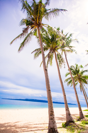 Coconut Palm tree on the sandy beach in Philippinesの写真素材