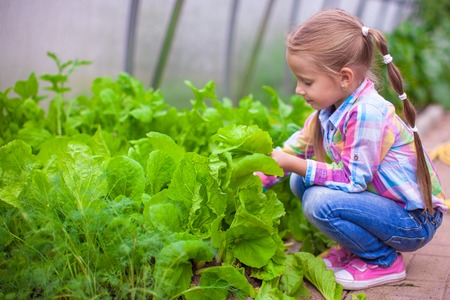 Nice little girl collects the crop in the greenhouseの写真素材